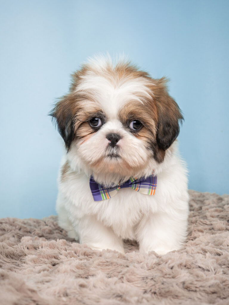 shih tzu breeders nj