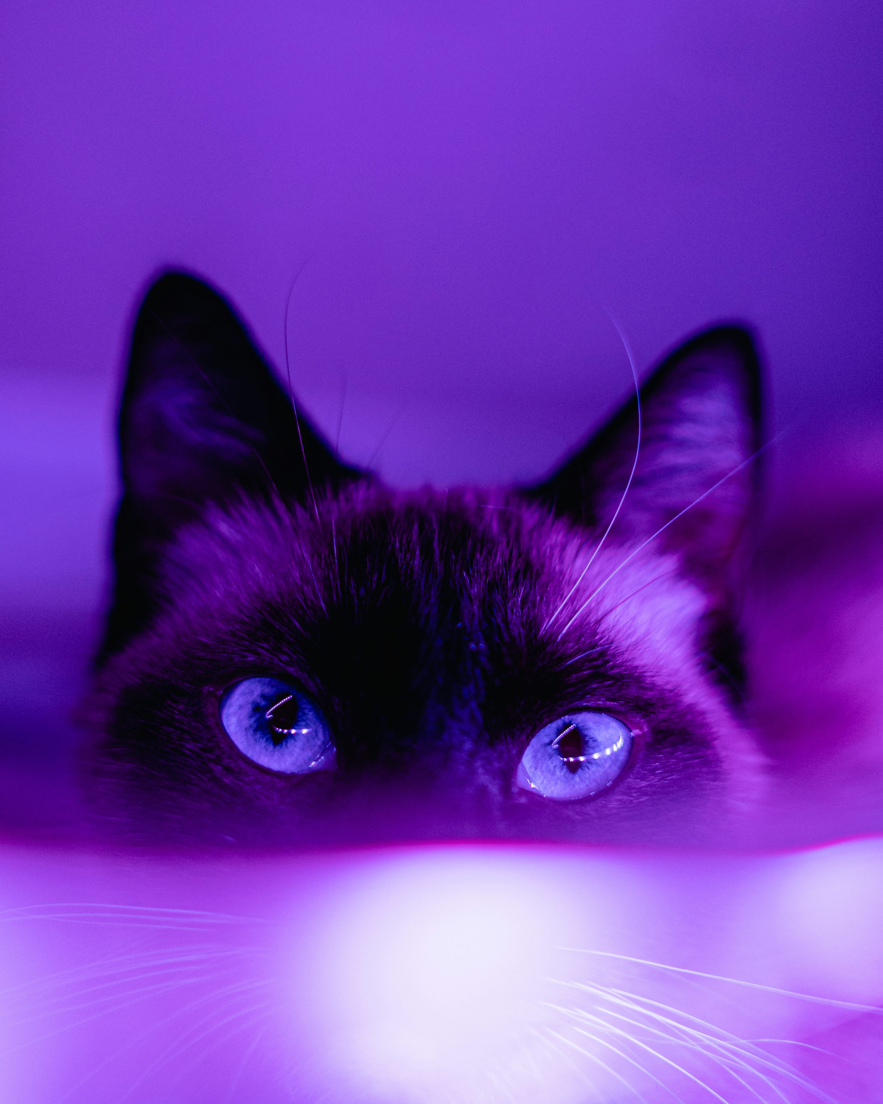 cat purple