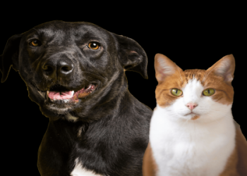 closest pet shelter to me