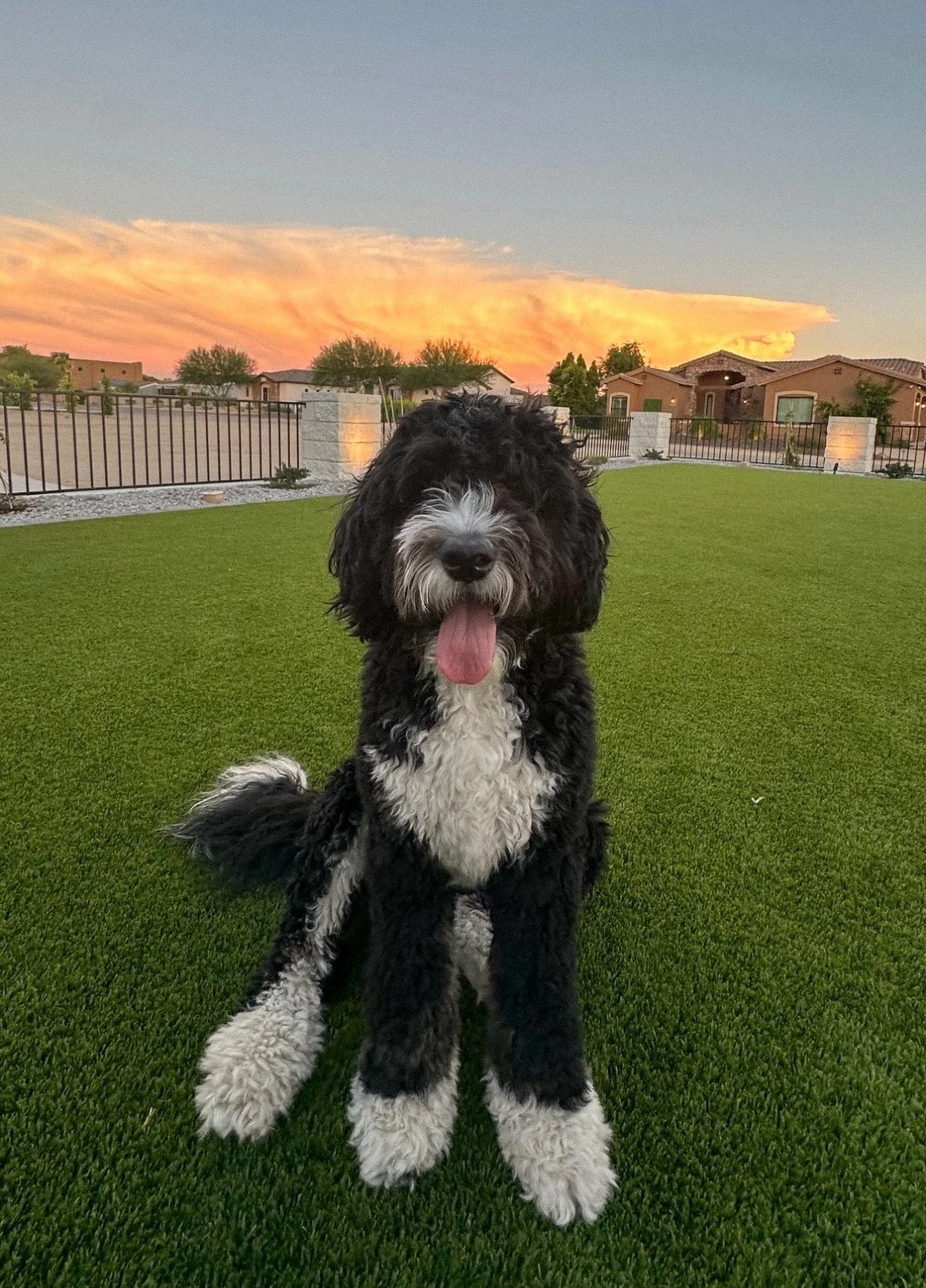 bernedoodle az