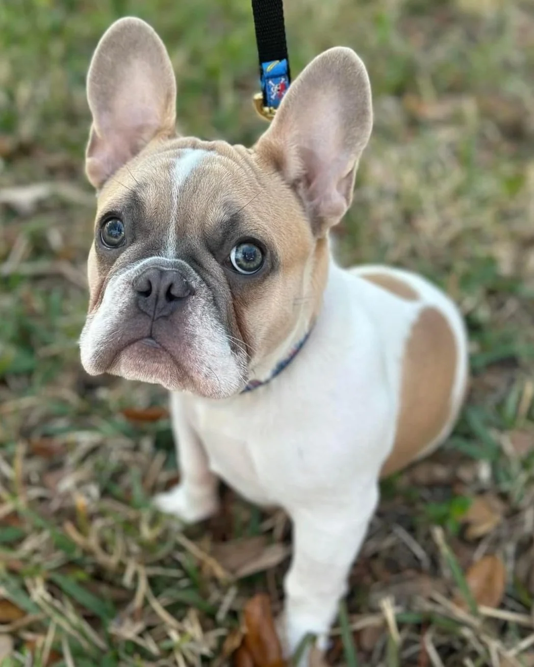 french bulldog adoption near me for free