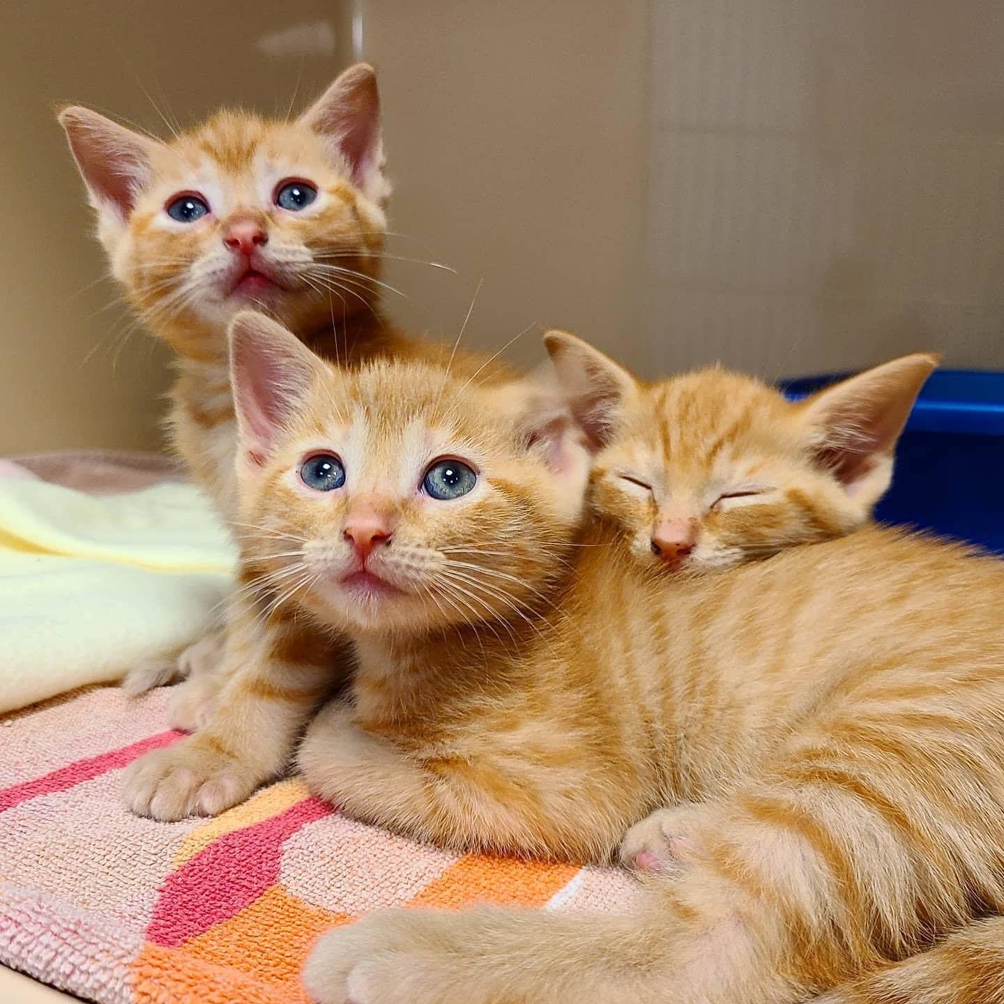 nj kittens for adoption