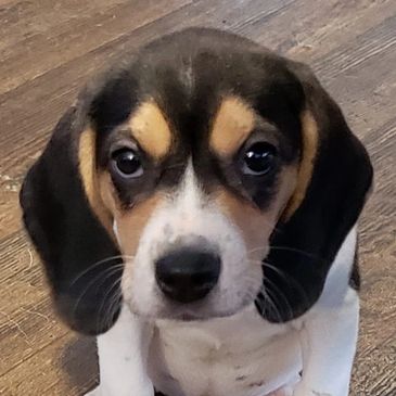 beagles for adoption near me