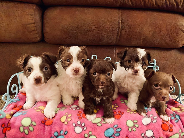 small dog animal shelters