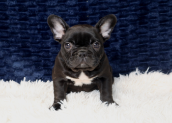 puppies for sale springfield il