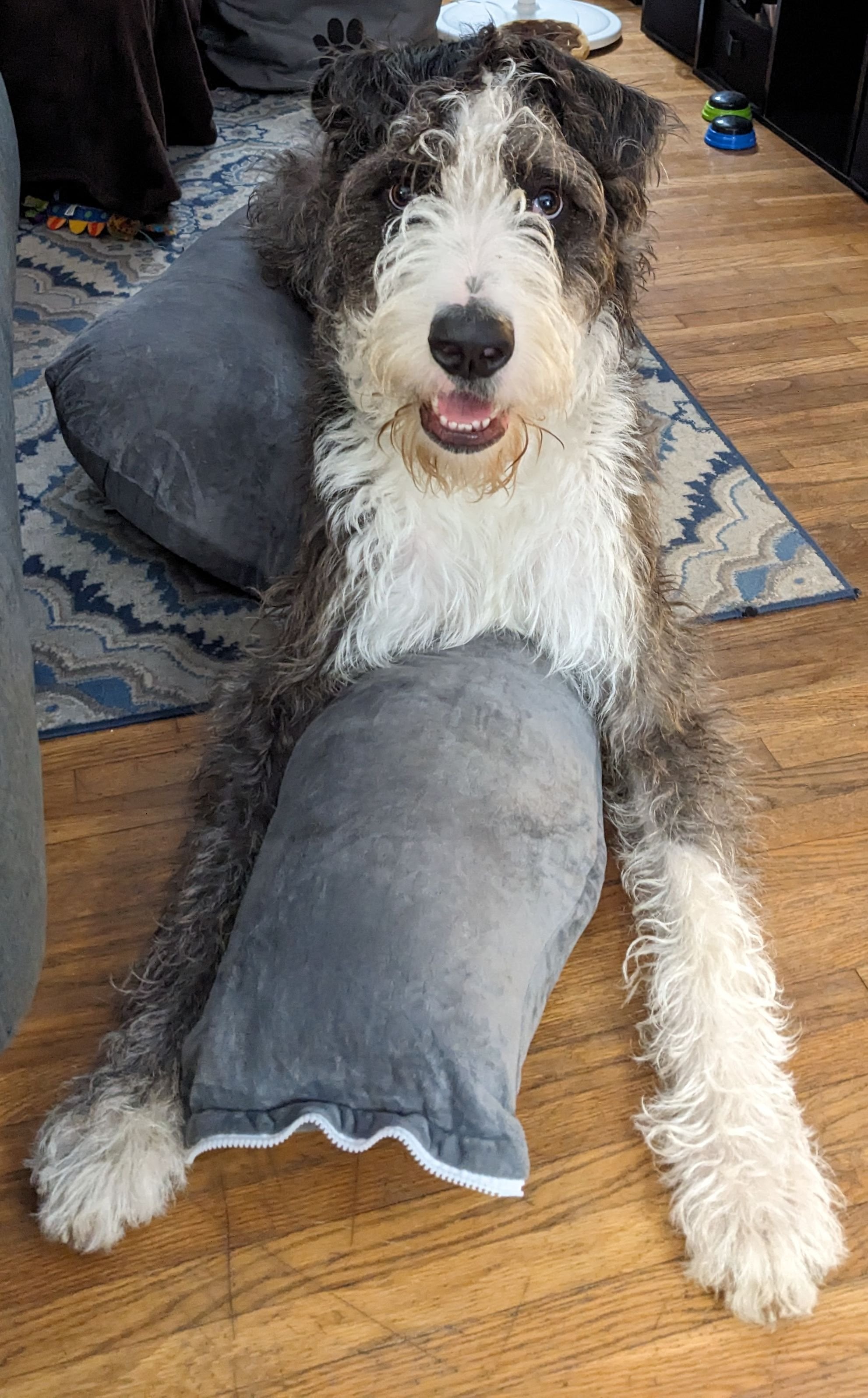 great dane and poodle mix