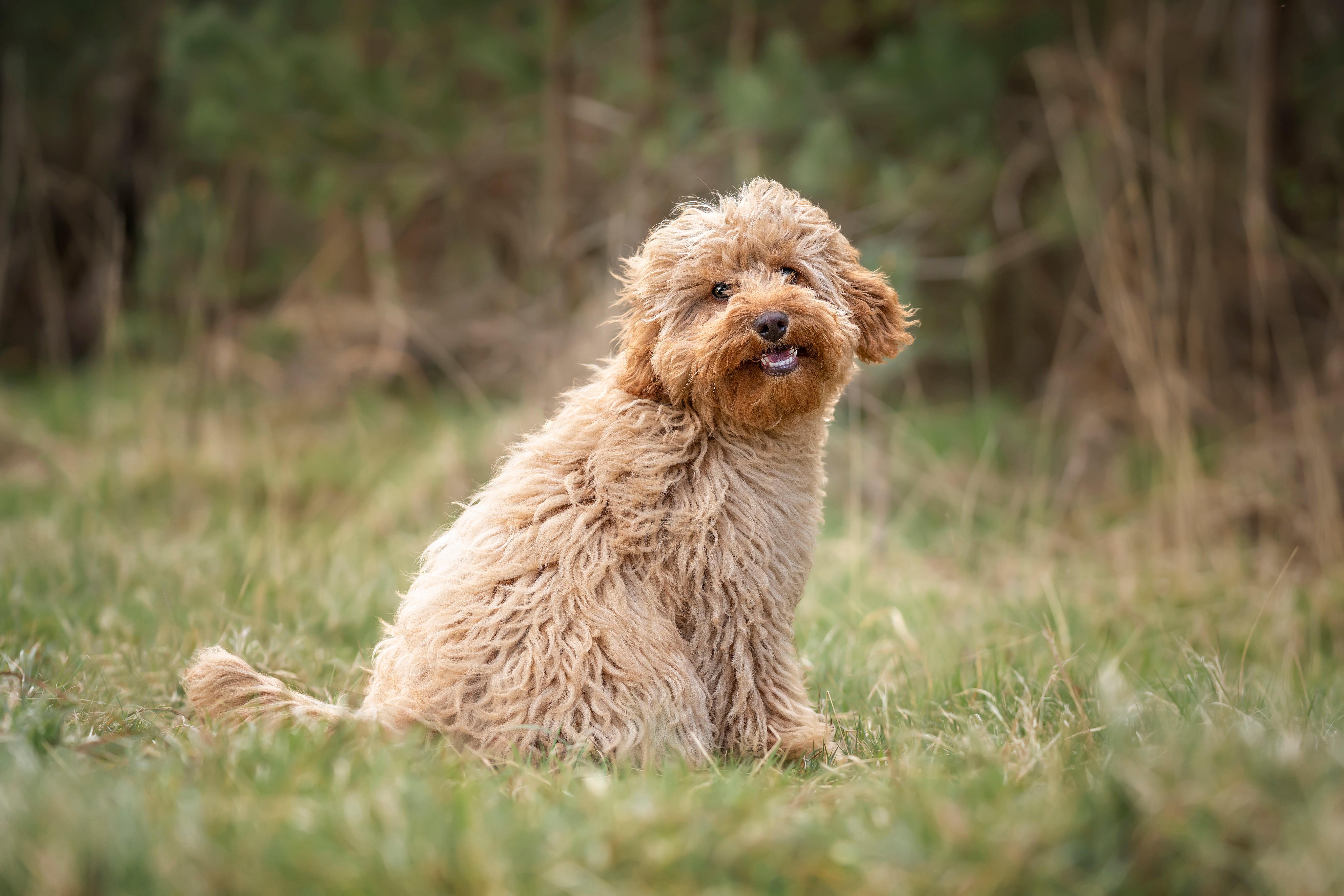 petfinder cavapoo
