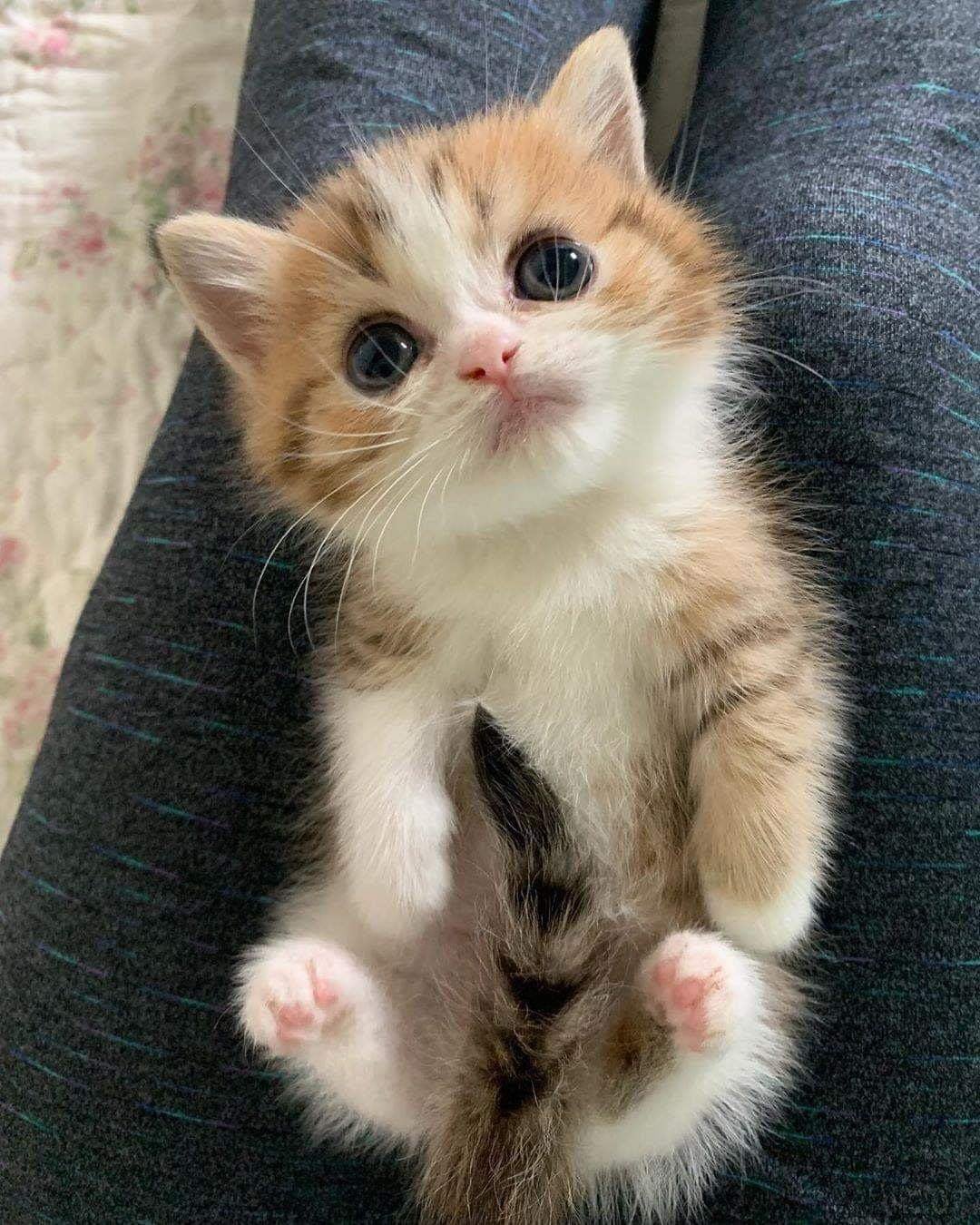 cute small cat
