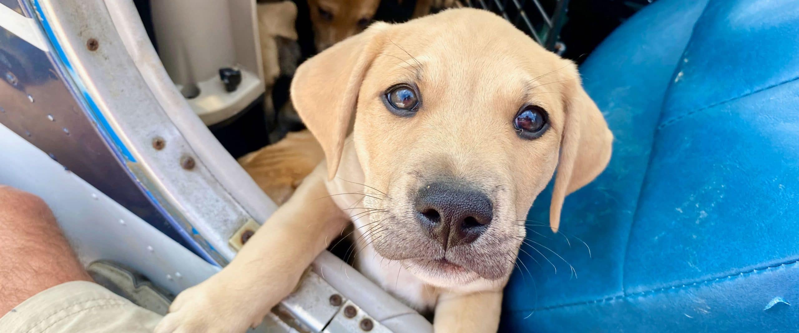 animal rescue animal