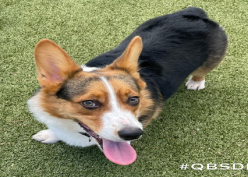 arizona corgi rescue