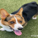 arizona corgi rescue