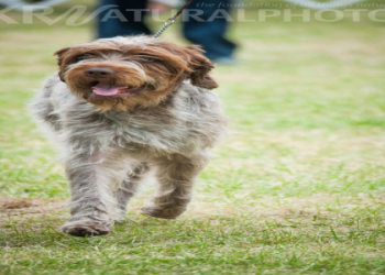 medium scruffy dog breeds