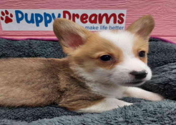 corgi breeders in texas
