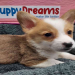 corgi breeders in texas