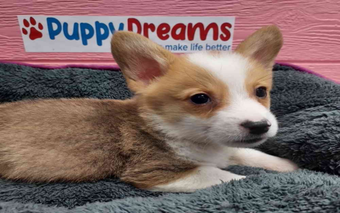corgi breeders in texas