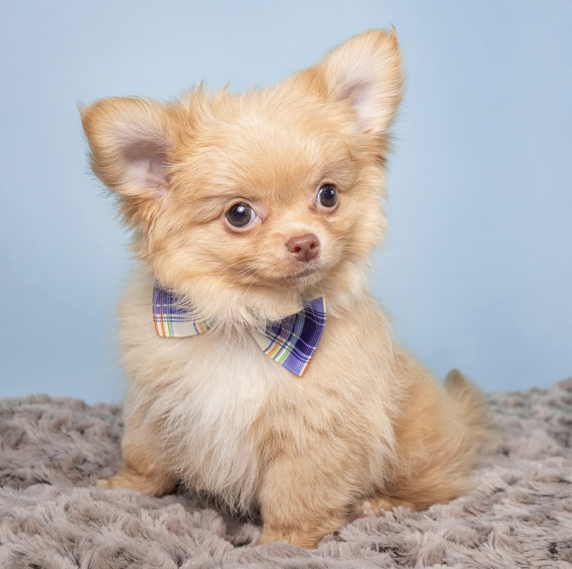 chihuahua breeders in nj