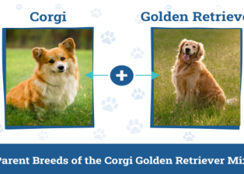 corgi and golden retriever mix for sale