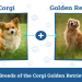 corgi and golden retriever mix for sale
