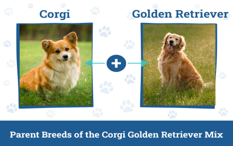 corgi and golden retriever mix for sale