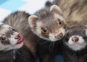 ferrets en español