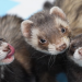 ferrets en español