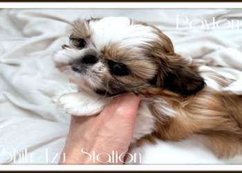 shih tzu newborn