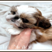 shih tzu newborn