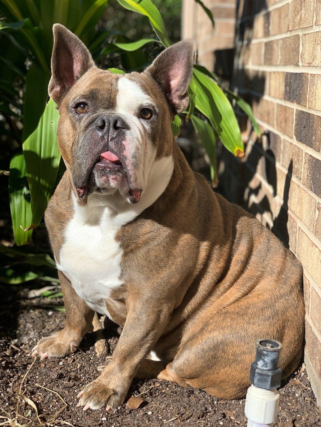 british bulldog french bulldog cross