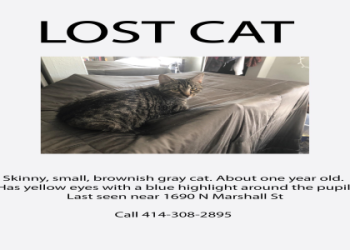 cat found near me