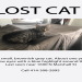 cat found near me