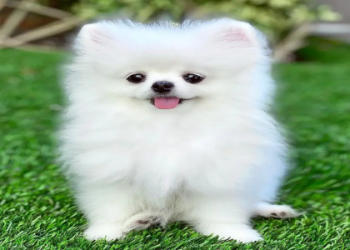 buying a puppy online