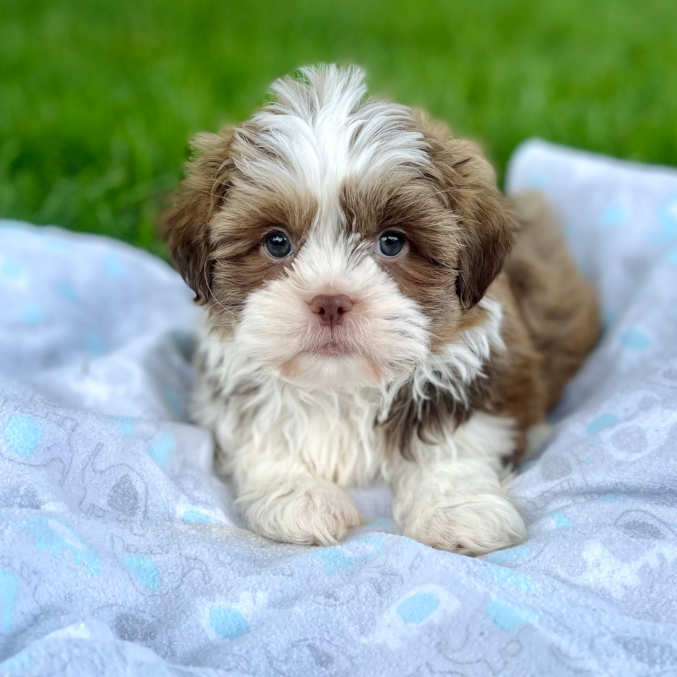 dog for sale michigan