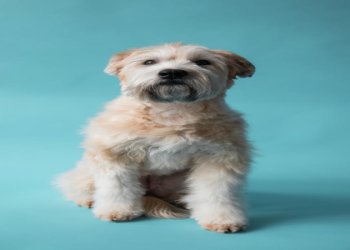 wheaten terrier puppy rescue