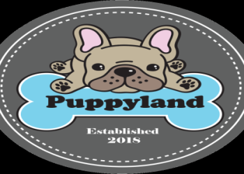 pet store selling dogs near me