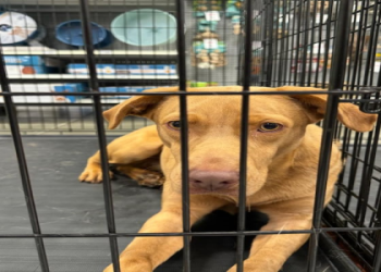 petsmart puppy adoption