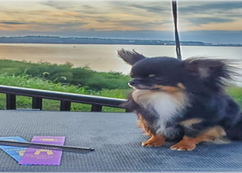 chihuahua puppies indiana for sale