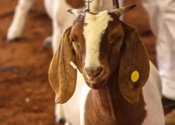 stanislaus county animal