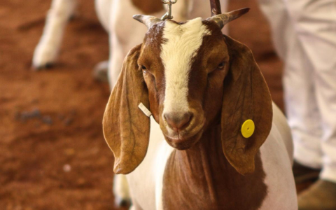 stanislaus county animal