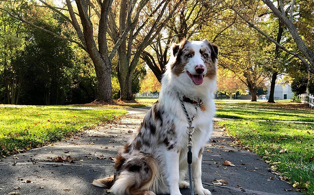 north texas aussie rescue