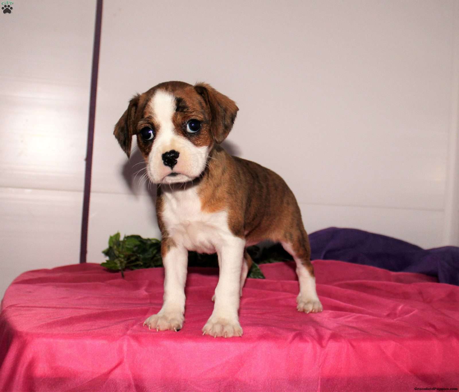 boston terrier and chihuahua mix puppies for sale