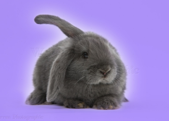 gray floppy eared bunny