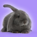gray floppy eared bunny