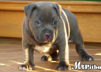 pitbull puppies for sale chicago