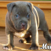 pitbull puppies for sale chicago