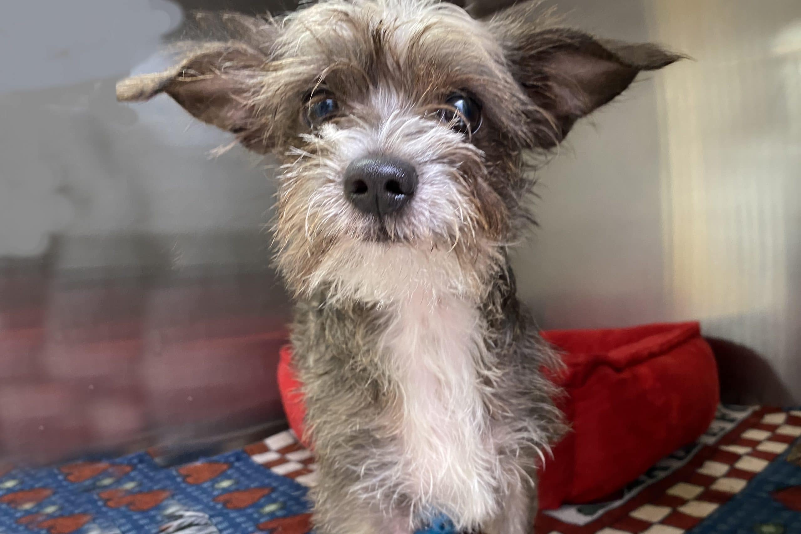 senior dog adoption near me