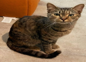 petfinder melbourne fl