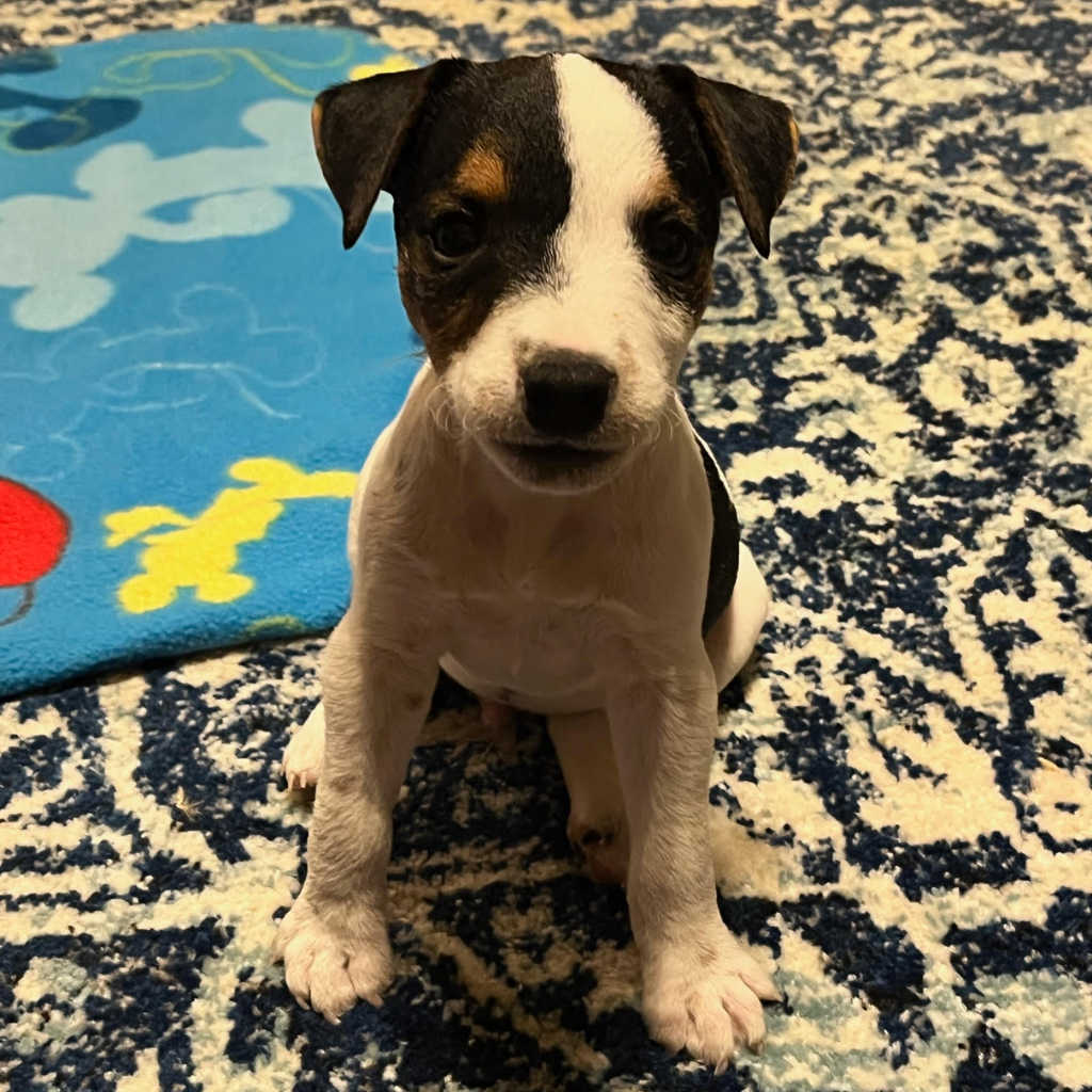 jack russell breeders california