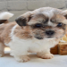 dachshund shih tzu mix for sale