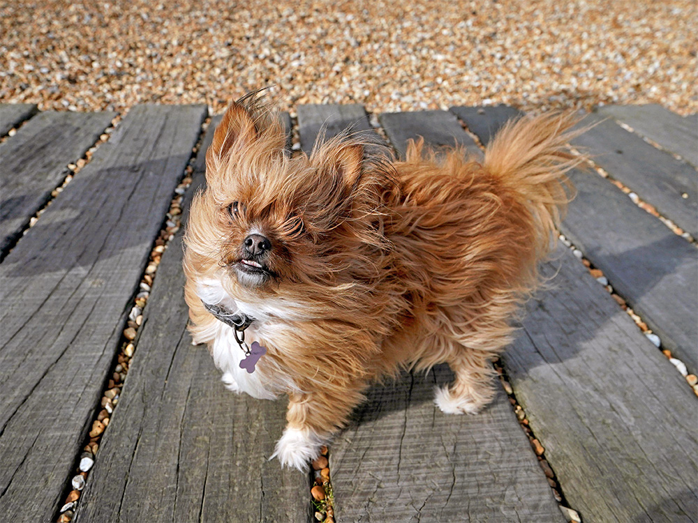 puppies for adoption anchorage