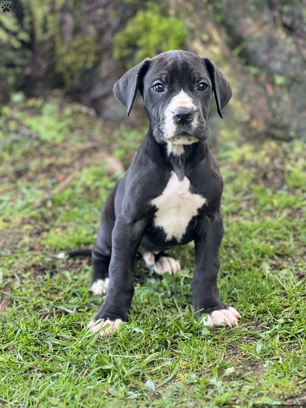 great dane puppies for sale near me under $500